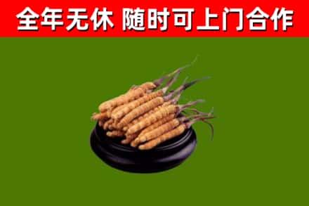砀山县回收散虫草