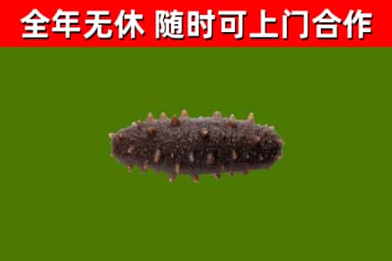 砀山县烟酒回收干海参.jpg